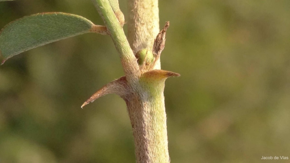 Tephrosia spinosa (L.f.) Pers.